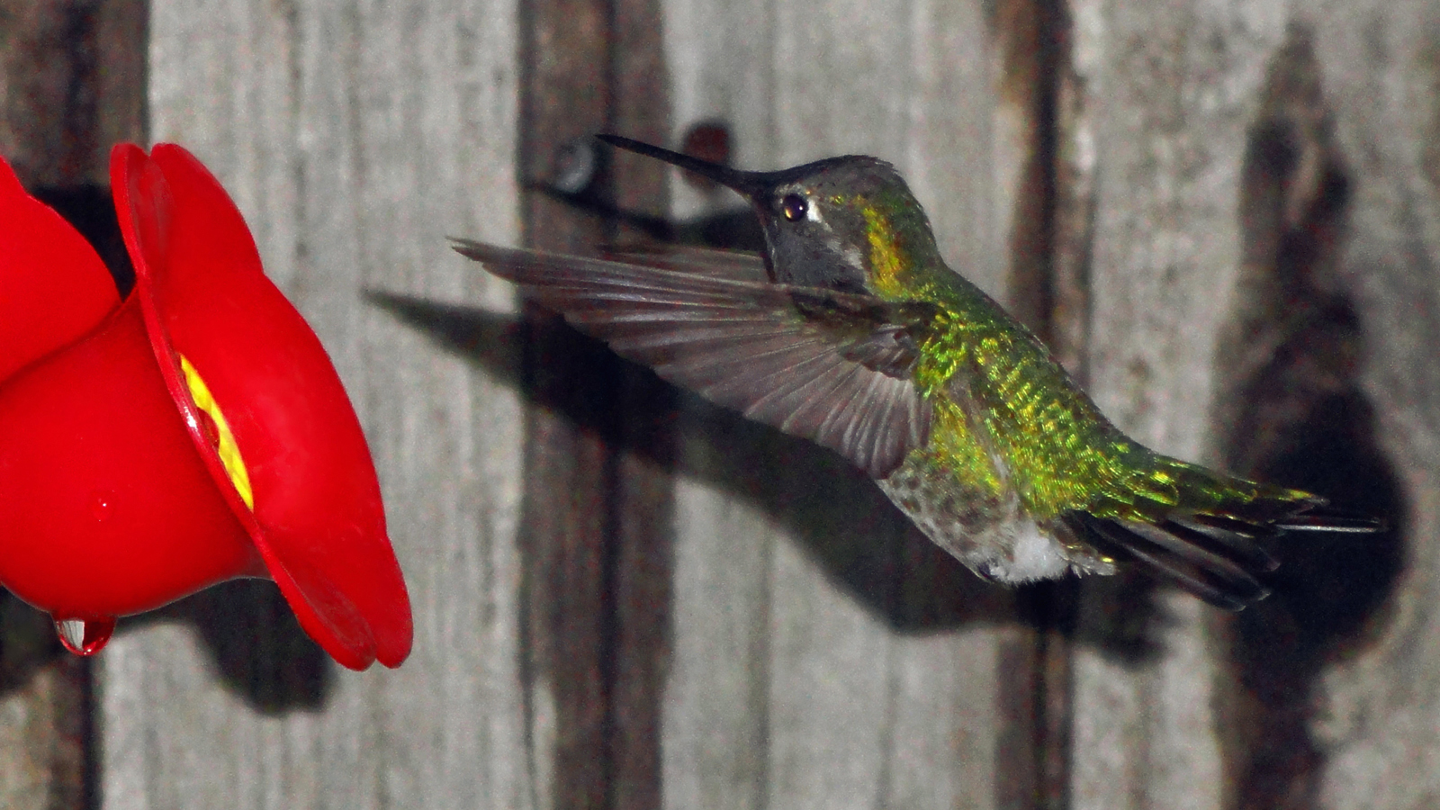 FROZEN RUBY Collectible Hummingbird Photo Print by artist Mark Smollin