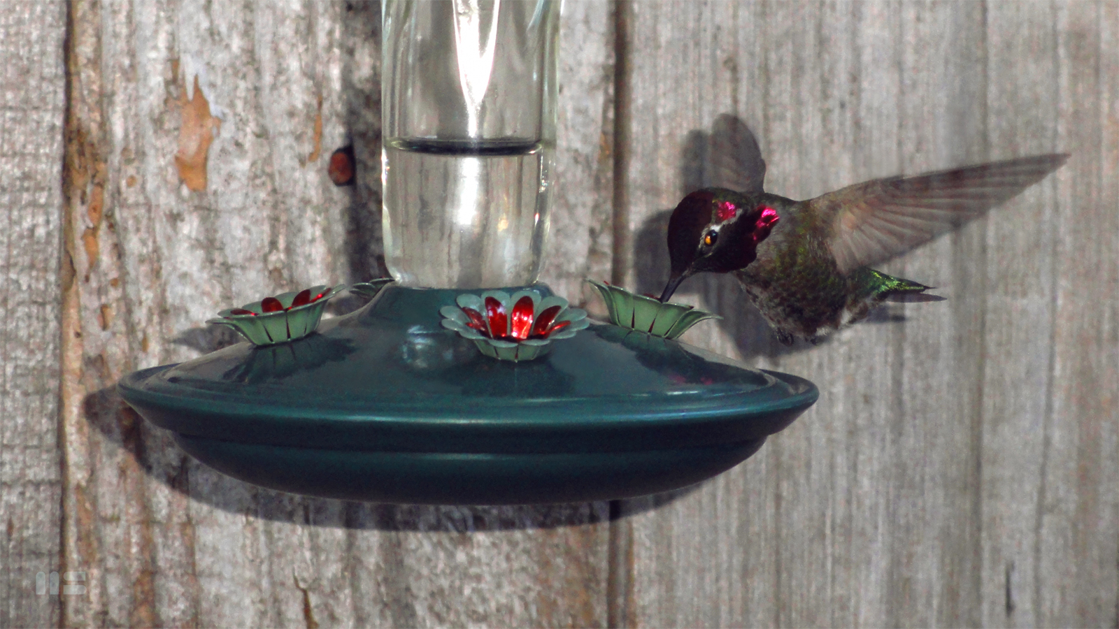 Ruby Collectible Hummingbird Photo Print by artist Mark Smollin
