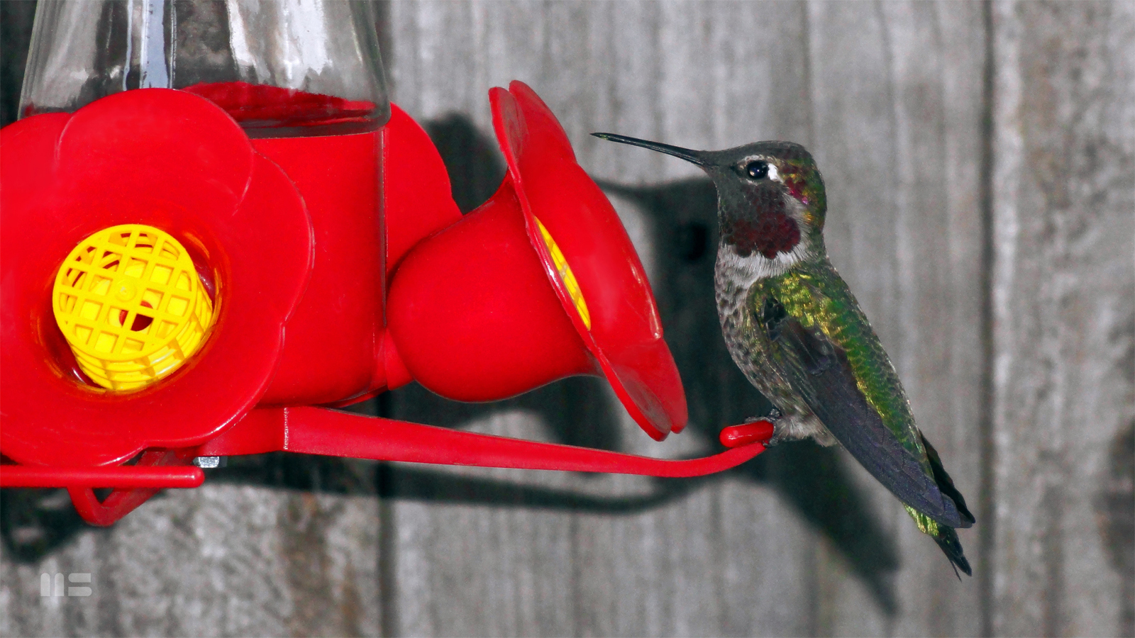 PRETTY BOY Collectible Hummingbird Photo Print by Mark Smollin